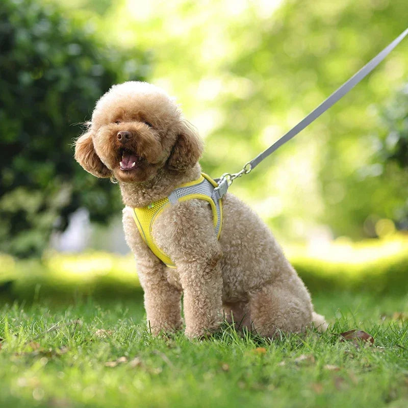 Puppy Vest Harness Set