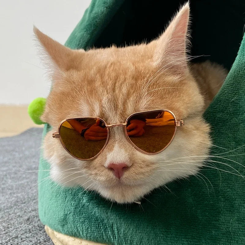 Pet Sunglasses Photo Prop