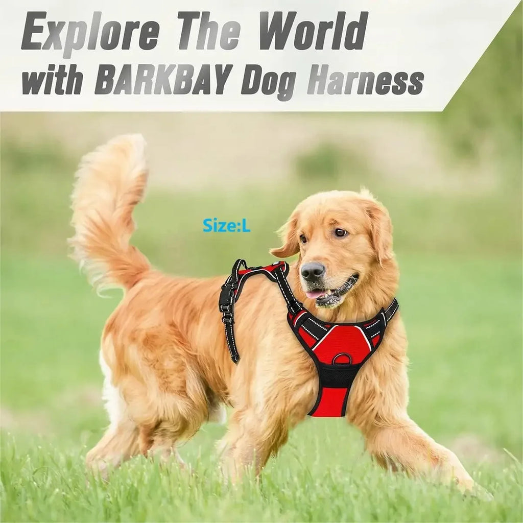 Leather Collar & Harness Set