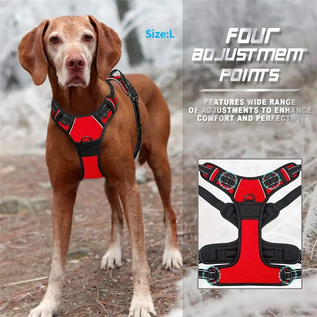Leather Collar & Harness Set