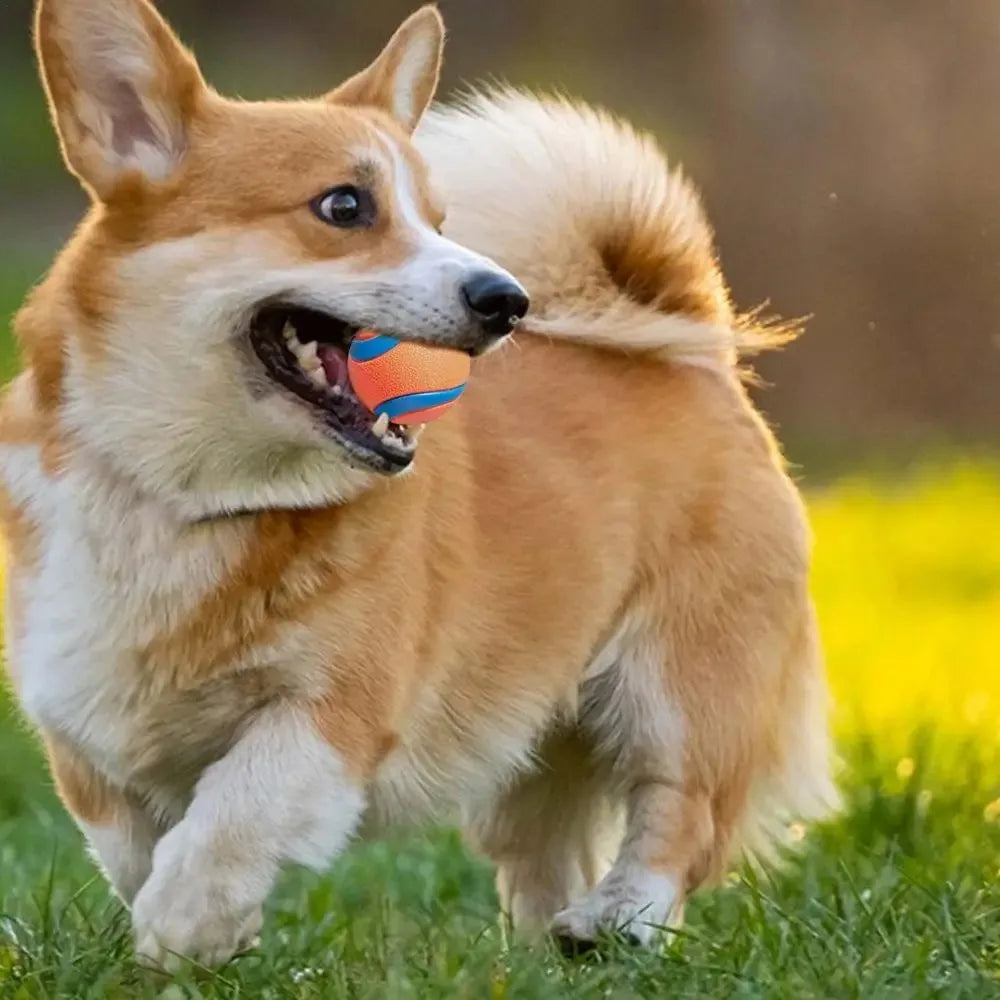 Bouncy Dog Fetch Ball