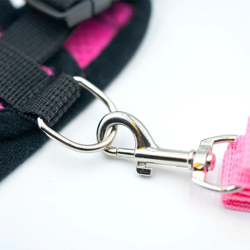 Breathable mesh harness on a small dog