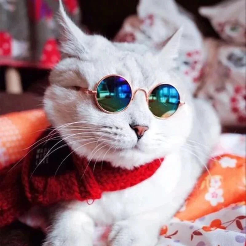 Pet Sunglasses Photo Prop