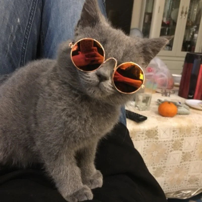 Pet Sunglasses Photo Prop